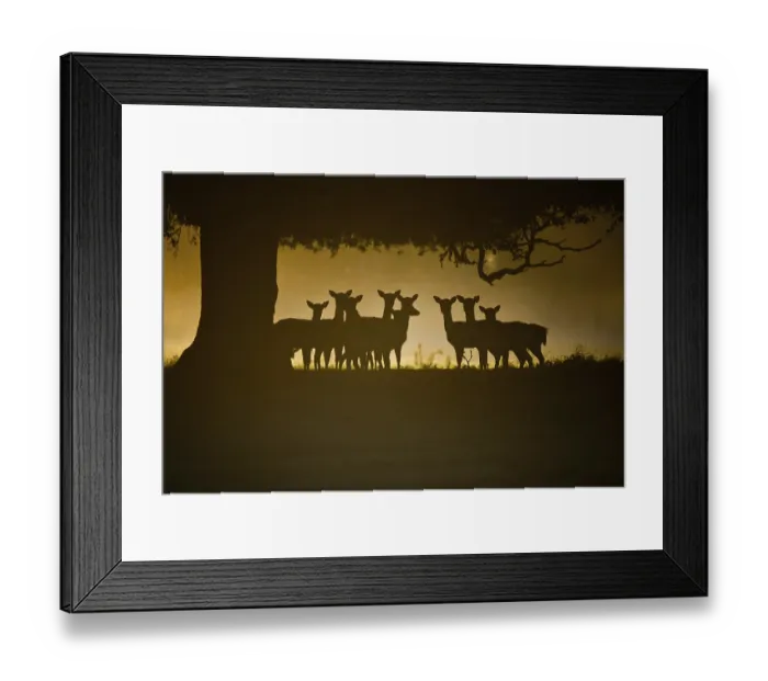 Framed Print : Fallow Deer (Dama dama), does, group silhouetted under tree at dawn