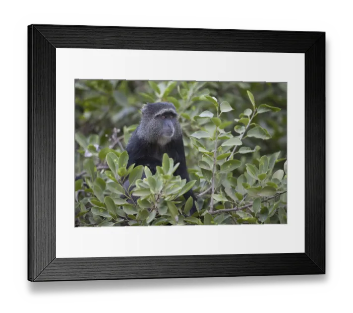 Framed Print : Blue Monkey (Cercopithecus mitis)