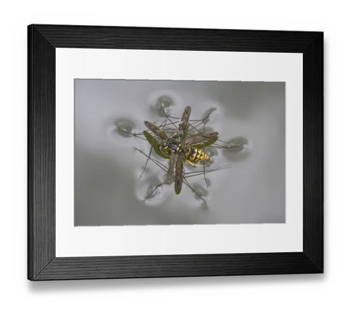 Framed Print : Common Pond Skater (Gerris lacustris)