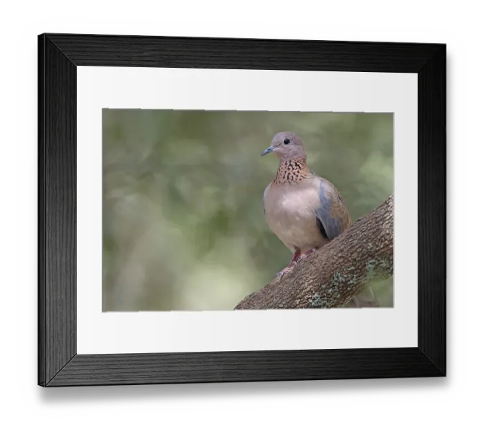 Framed Print : Laughing Dove (Streptopelia senegalensis)