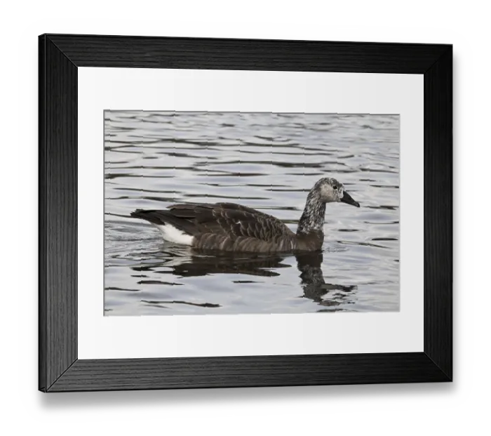 Framed Print : Canada Goose (Branta canadensis) x Greylag Goose (Anser anser)
