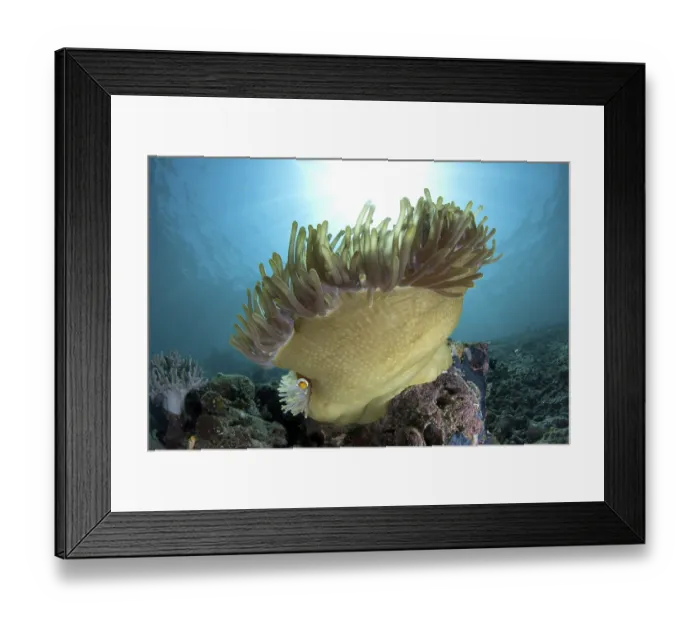 Framed Print : False Clown Anemonefish (Amphiprion ocellaris)