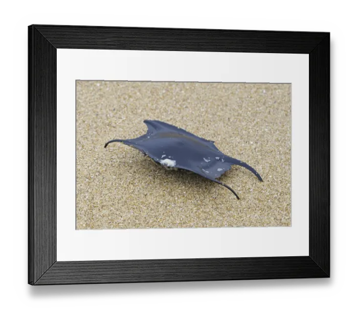 Framed Print : Undulate Ray (Raja undulata), Mermaid's Purse eggcase Framed Print : Undulate Ray (Raja undulata), Mermaid's Purse eggcase