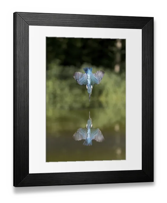 Framed Print : Common Kingfisher (Alcedo atthis) adult