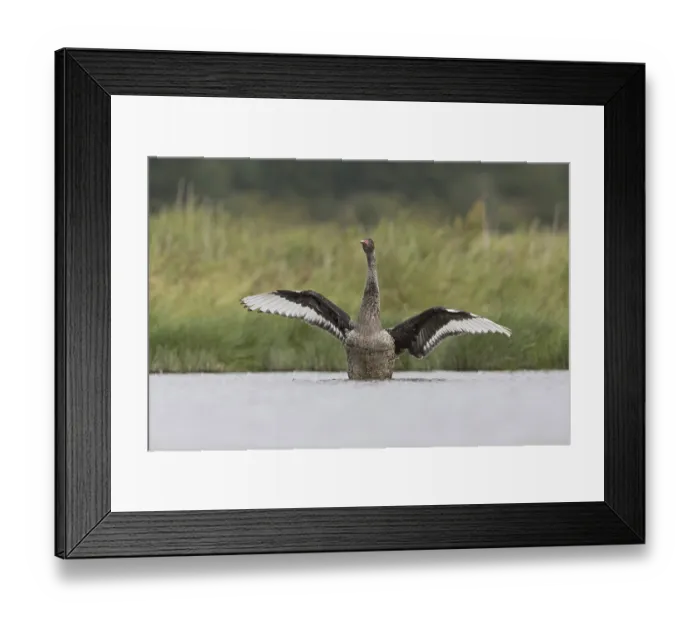Framed Print : Black Swan (Cygnus atratus) introduced species