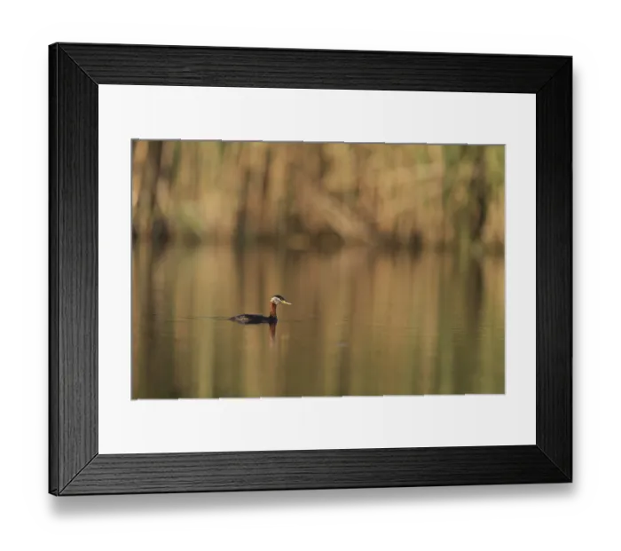 Framed Print : Red-Necked Grebe (Podiceps grisegena) adult