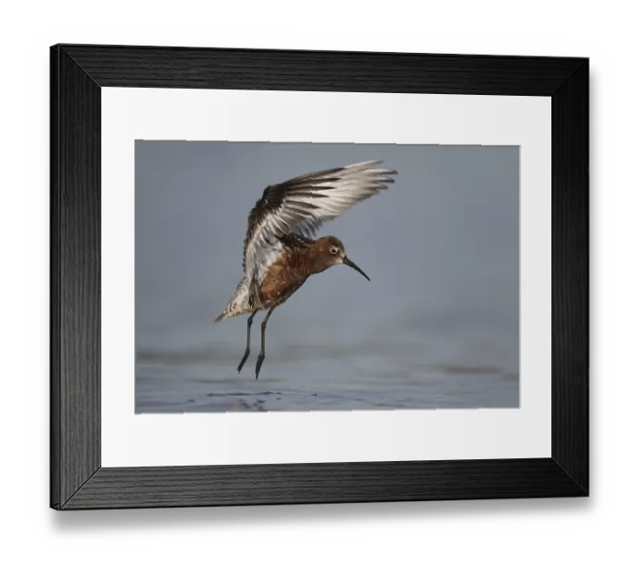 Framed Print : Curlew Sandpiper (Calidris ferruginea)