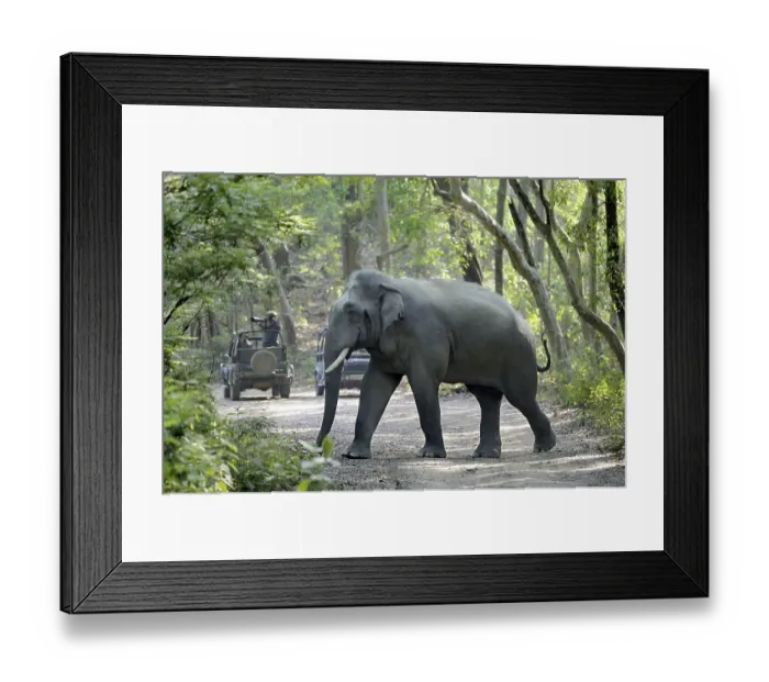 Framed Print : Asian Elephant (Elephas maximus indicus) immature male Framed Print : Asian Elephant (Elephas maximus indicus) immature male