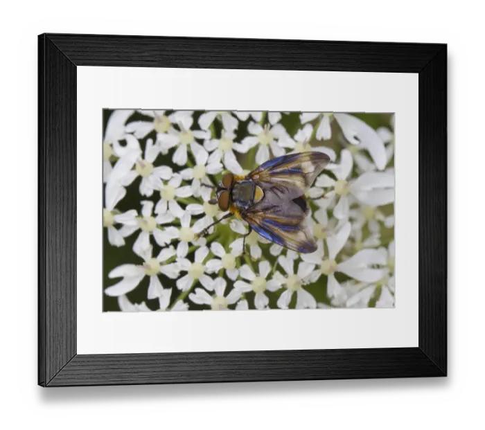 Framed Print : Tachinid Fly (Alophora hemiptera) adult male