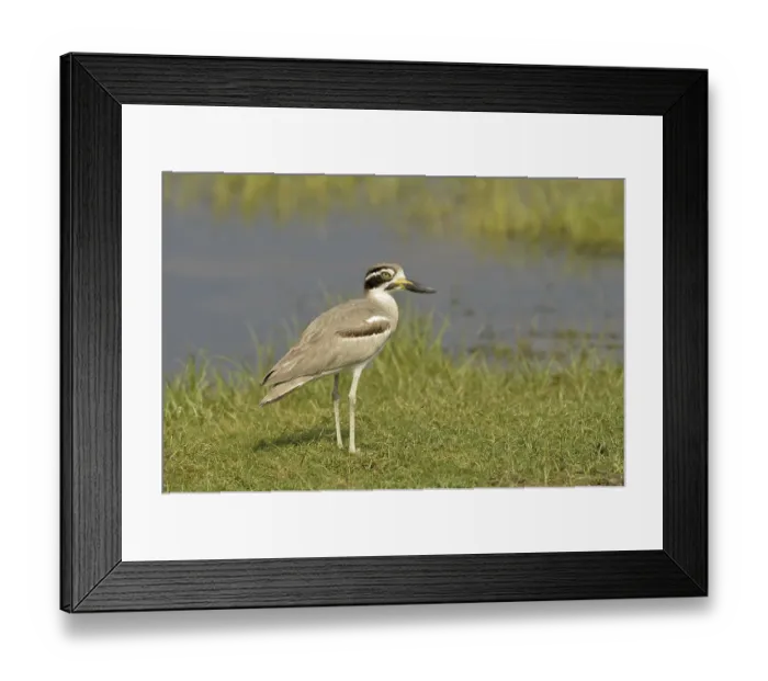 Framed Print : Great Thick-knee (Esacus recurvirostris) adult Framed Print : Great Thick-knee (Esacus recurvirostris) adult