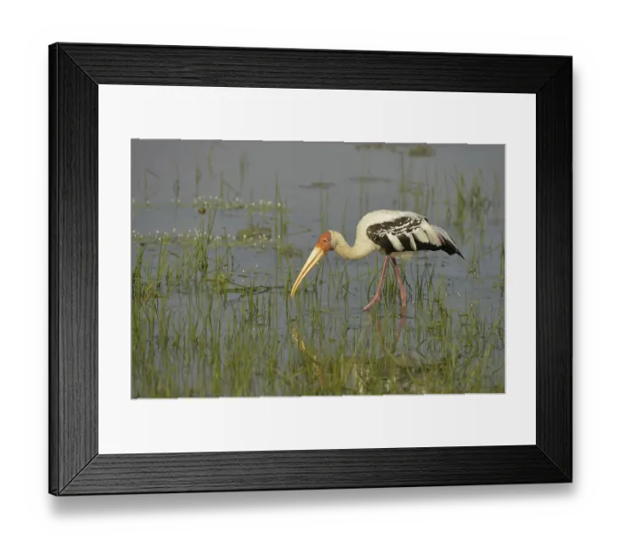 Framed Print : Painted Stork (Mycteria leucocephala) Framed Print : Painted Stork (Mycteria leucocephala)
