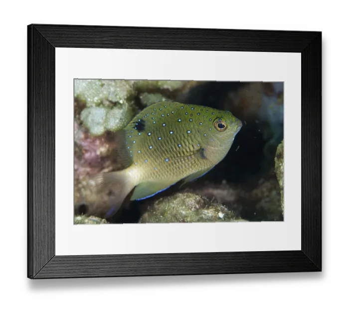 Framed Print : Jewel Damsel (Plectroglyphidodon lacrymatus)