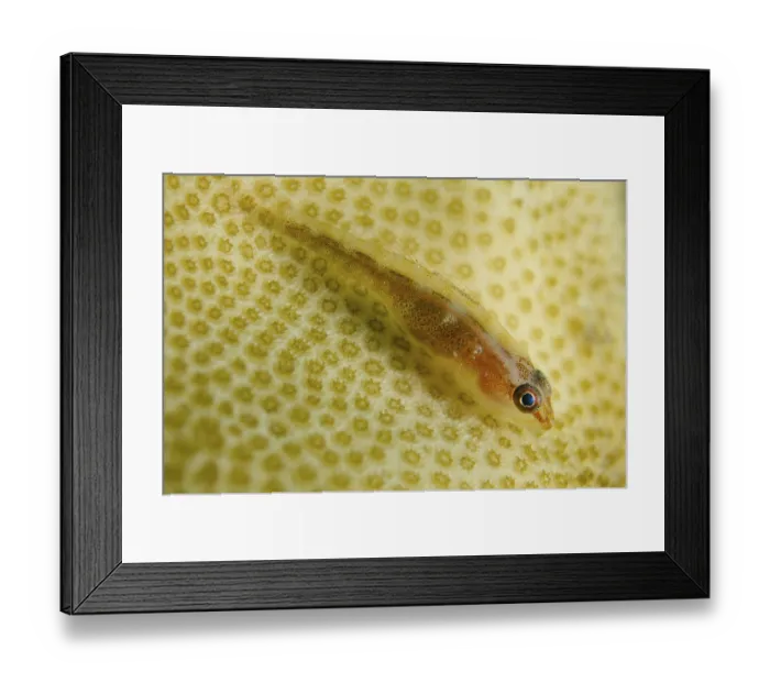 Framed Print : Common Ghost Goby (Pleurosicya mossambica) Framed Print : Common Ghost Goby (Pleurosicya mossambica)