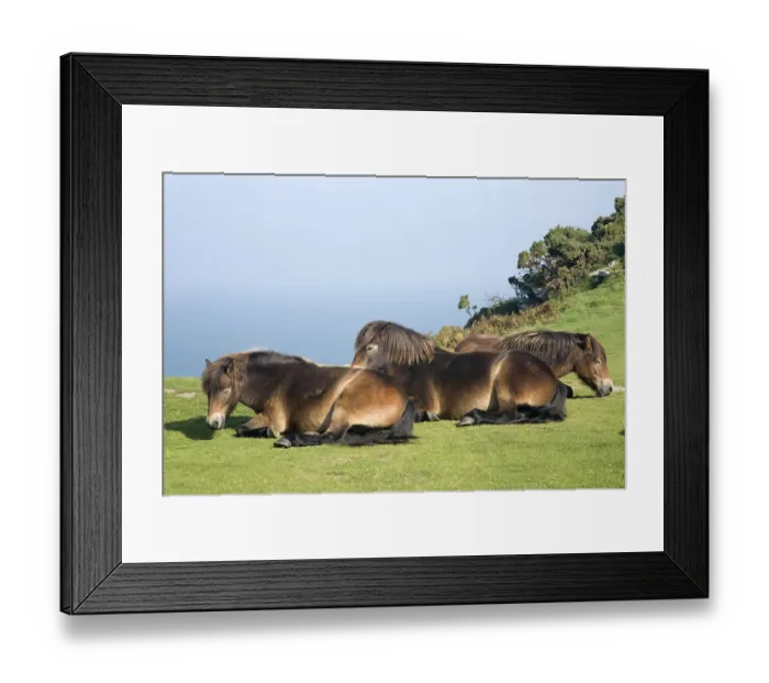 Framed Print : Exmoor ponies at the Valley of Rocks