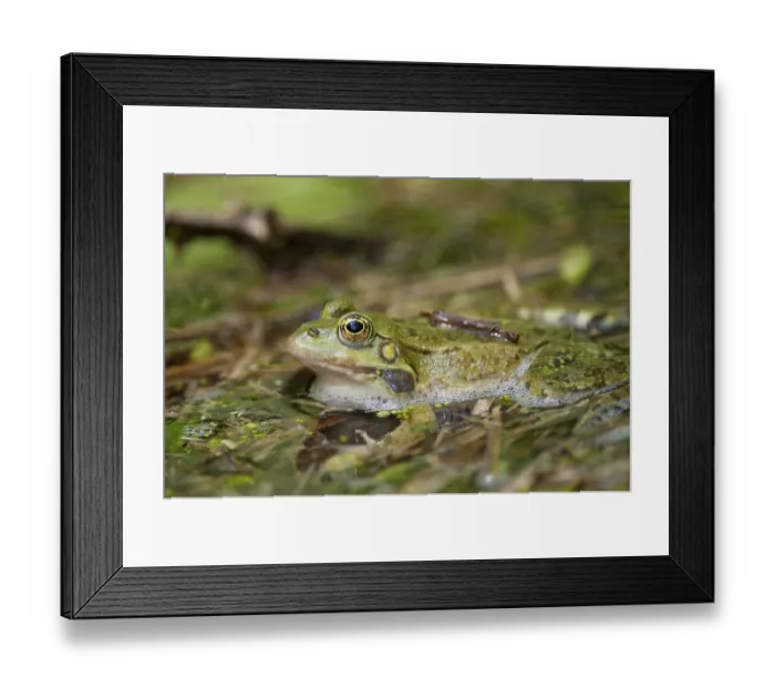 Framed Print : Marsh Frog (Pelophylax ridibundus or Rana ridibunda) Framed Print : Marsh Frog (Pelophylax ridibundus or Rana ridibunda)