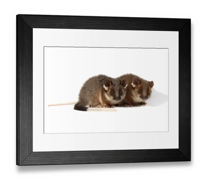 Framed Print : Common Ringtail Possums (Pseudocheirus peregrinus)