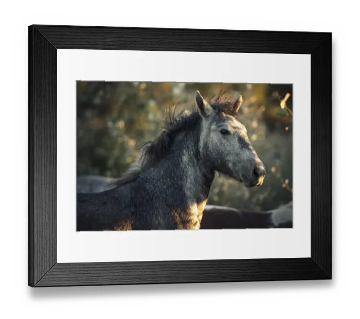 Framed Print : Camargue horse (Equus), animal portrait
