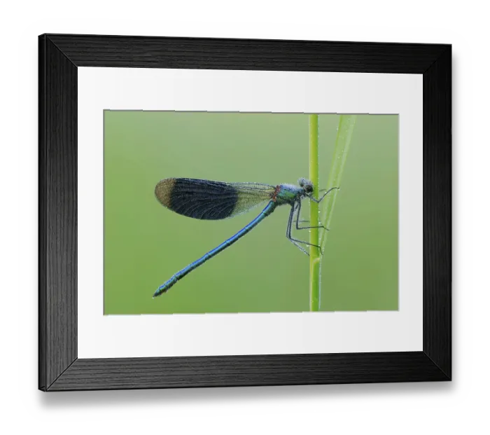 Framed Print : Banded Demoiselle (Calopteryx splendens)
