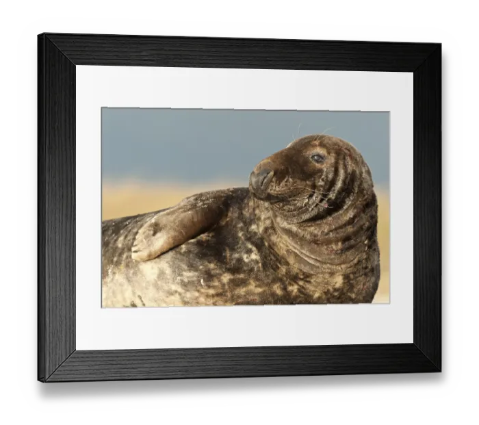 Framed Print : Grey Seal (Halichoerus grypus) Framed Print : Grey Seal (Halichoerus grypus)