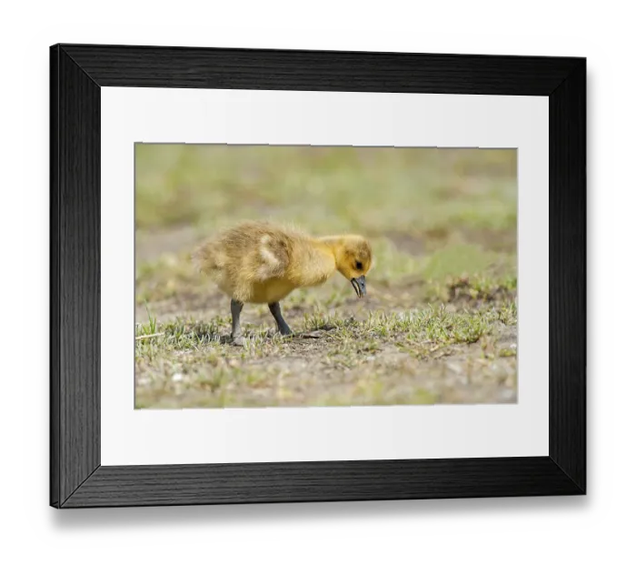 Framed Print : Greylag goose (Anser anser) chicks foraging