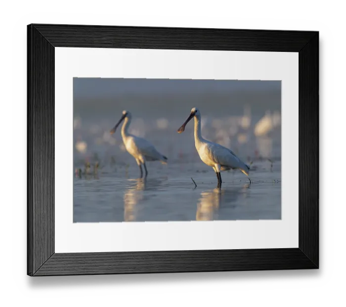 Framed Print : Two Common spoonbill (Platalea leucorodia) standing in the water