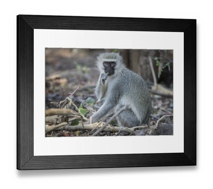 Framed Print : Vervet Monkey (Cheropithecus pygerythrus)