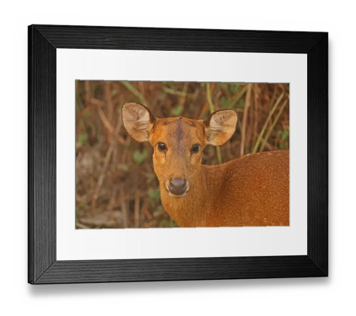 Framed Print : Hyelaphus porcinus porcinus (Axis porcinus porcinus)