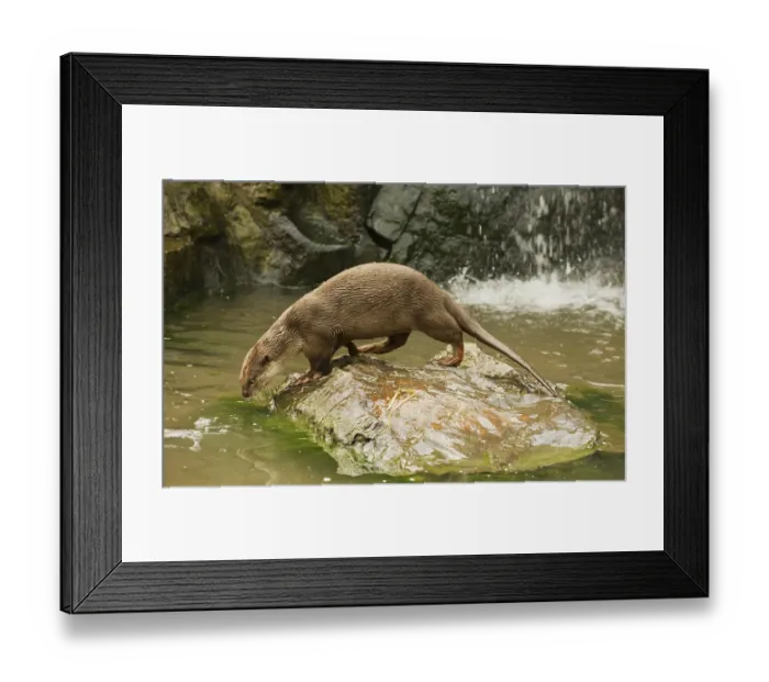 Framed Print : Smooth-coated otter (Lutrogale perspicillata) Framed Print : Smooth-coated otter (Lutrogale perspicillata)