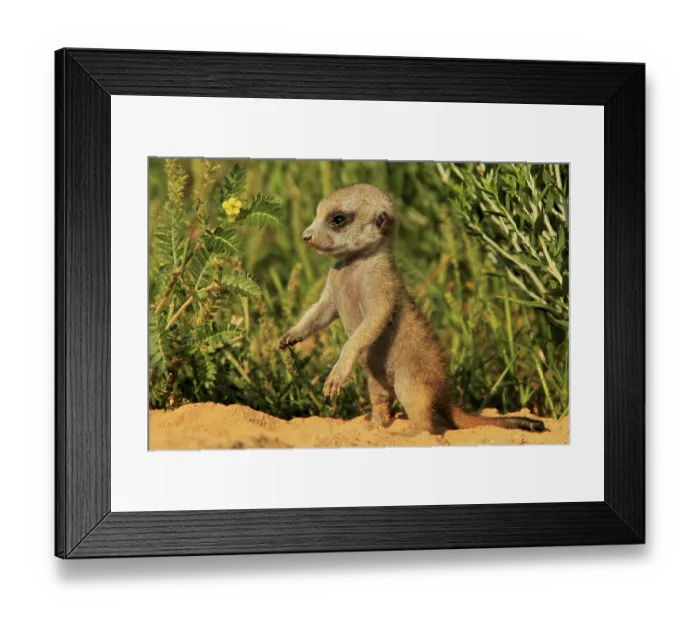 Framed Print : Meerkats (Suricata suricatta) Meerkat