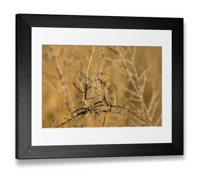 Framed Print : Four-striped Grass Mouse (Rhabdomys pumilio) adult