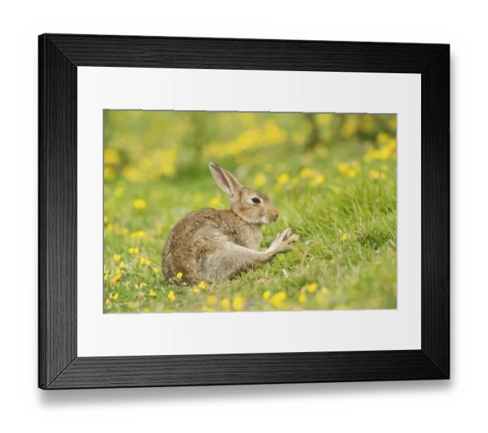 Framed Print : Adult european rabbit (Oryctolagus cuniculus)