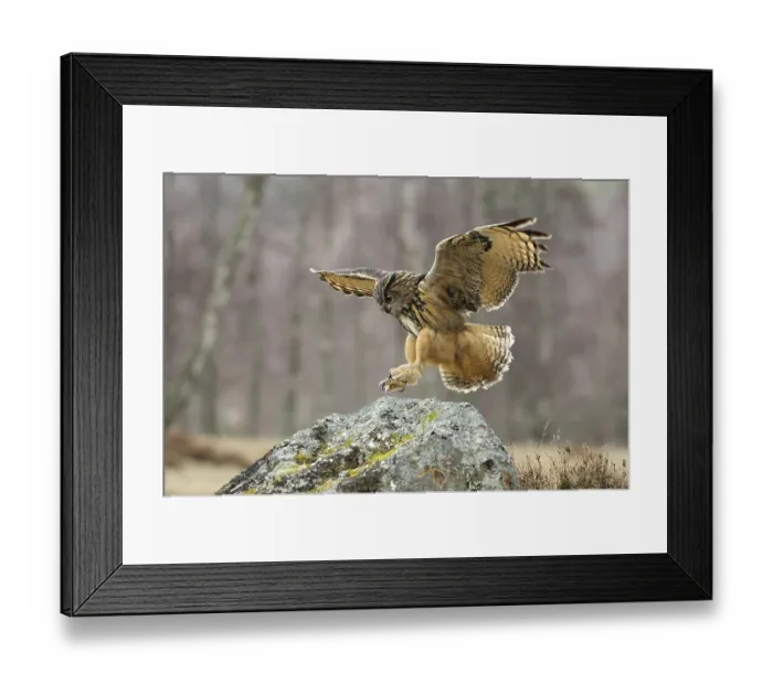 Framed Print : Eurasian eagle-owl (Bubo bubo) Framed Print : Eurasian eagle-owl (Bubo bubo)