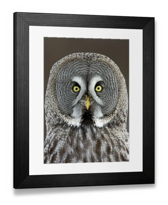 Framed Print : Great Grey Owl (Strix nebulosa) adult