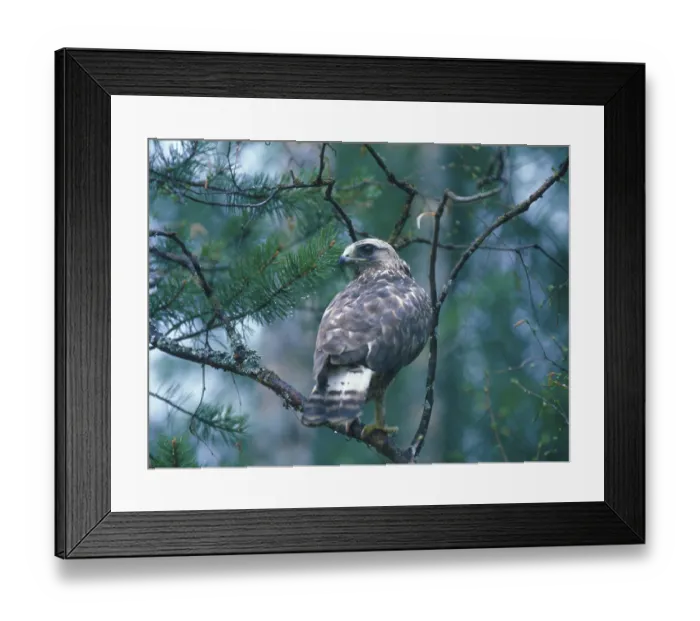 Framed Print : Rough-legged buzzard (Buteo lagopus) Framed Print : Rough-legged buzzard (Buteo lagopus)