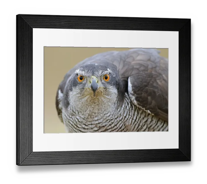 Framed Print : Northern northern goshawk (Accipiter gentilis) adult Framed Print : Northern northern goshawk (Accipiter gentilis) adult