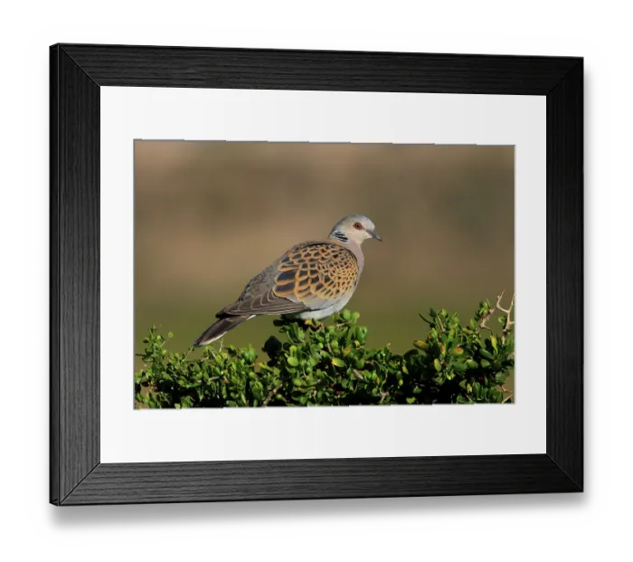 Framed Print : Turtle dove, turtle doves (Streptopelia turtur)