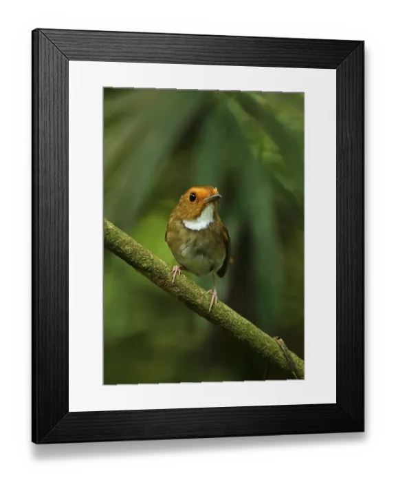 Framed Print : Rufous-browed Flycatcher, songbirds