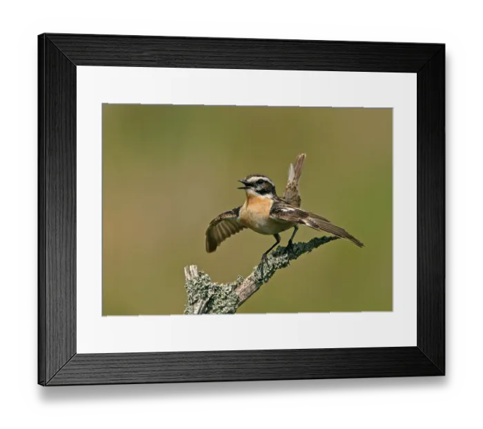 Framed Print : Whinchat (Saxicola rubetra), adult male Framed Print : Whinchat (Saxicola rubetra), adult male
