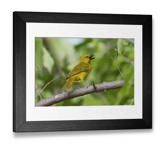 Framed Print : Saffron Weaver, songbirds, animals