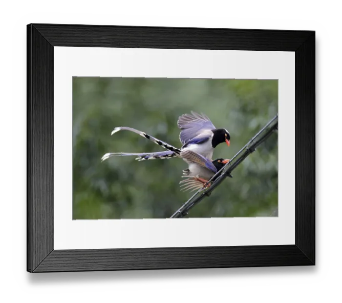 Framed Print : Red-billed Blue Magpie (Urocissa erythrorhyncha) adult pair
