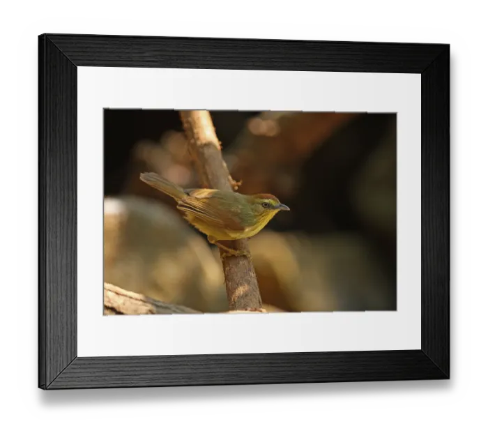 Framed Print : Striped Tit-Babbler, Striped Tit-Babbler
