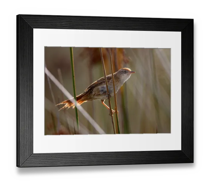 Framed Print : Bay-capped Wren-spinetail (Spartonoica maluroides) adult
