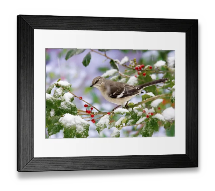Framed Print : Northern Mockingbird (Mimus polyglottos) adult