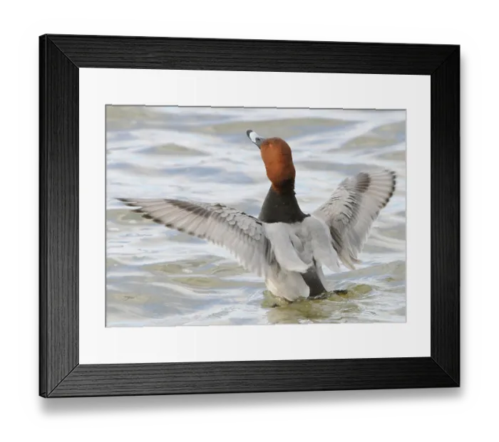 Framed Print : Common common pochard (Aythya ferina)