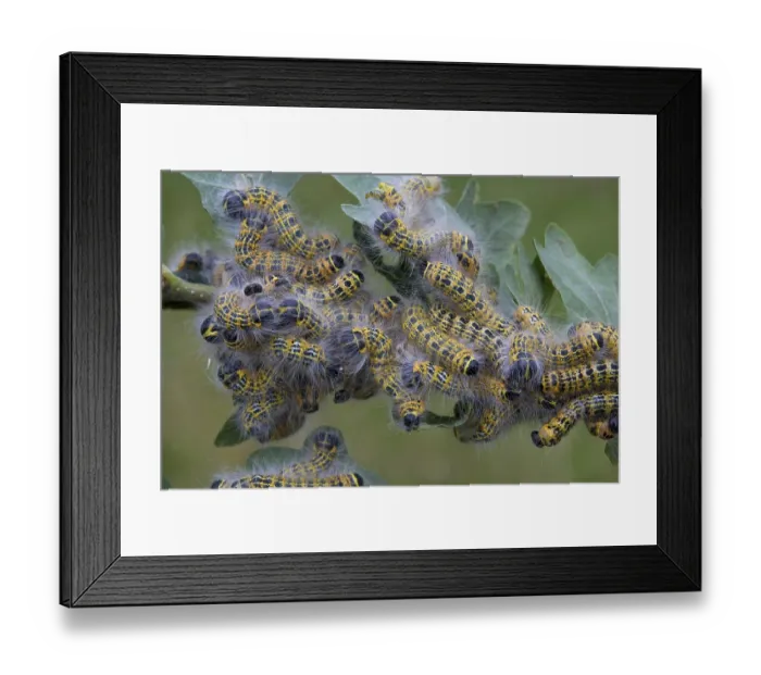 Framed Print : Moonbird, Moonspot, buff-tips (Phalera bucephala) Framed Print : Moonbird, Moonspot, buff-tips (Phalera bucephala)