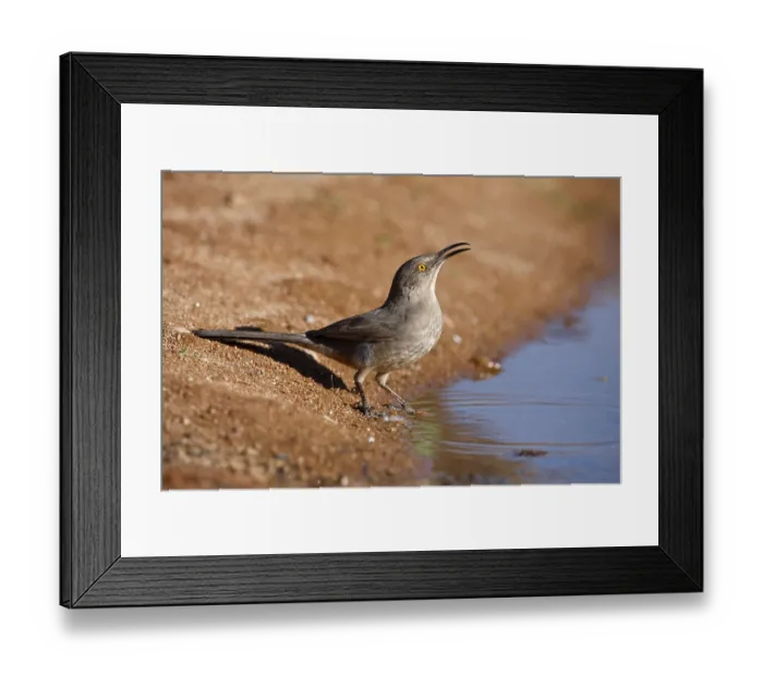Framed Print : Curve-billed Thrasher, Curve-billed Thrasher