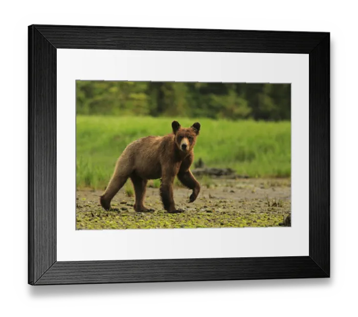 Framed Print : Grizzly bear (Ursus arctos horribilis) subadult Framed Print : Grizzly bear (Ursus arctos horribilis) subadult