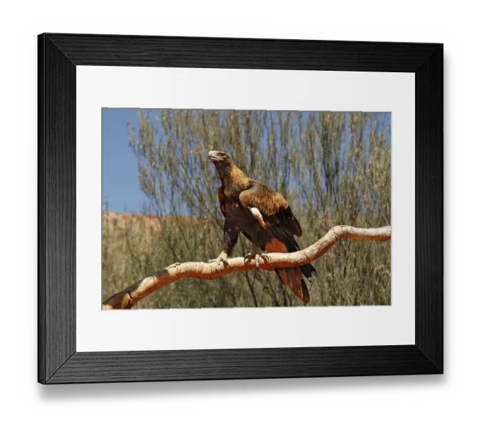 Framed Print : Wedge-tailed Eagle (Aquila audax) adult