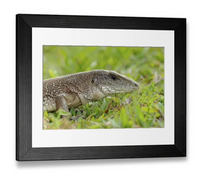 Framed Print : Giant ameiva (Ameiva ameiva), Green Ameive