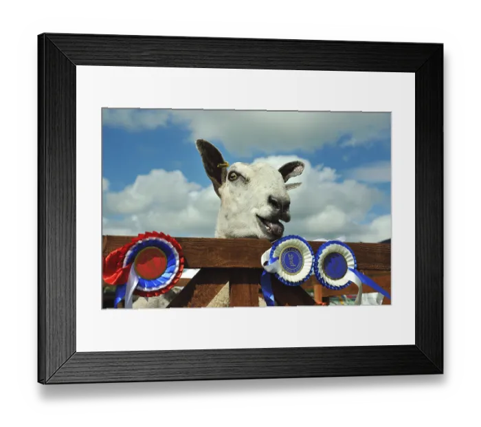 Framed Print : Domestic Sheep, Blue-faced Leicester Framed Print : Domestic Sheep, Blue-faced Leicester